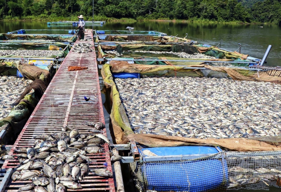 Cần làm rõ hành vi xả thải gây ô nhiễm môi trường